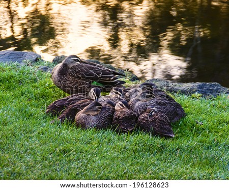 Mother duck and ducklings