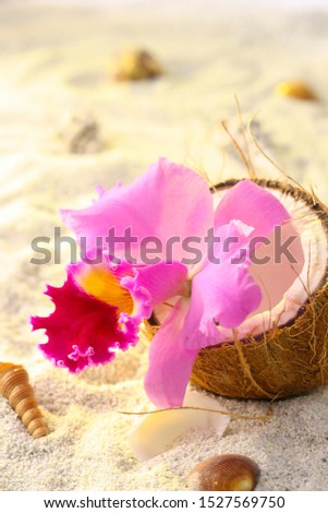 Similar – Image, Stock Photo Beach_Snailhouses_Eurchins