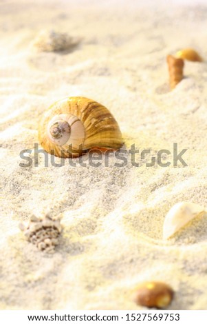 Similar – Image, Stock Photo Beach_Snailhouses_Eurchins