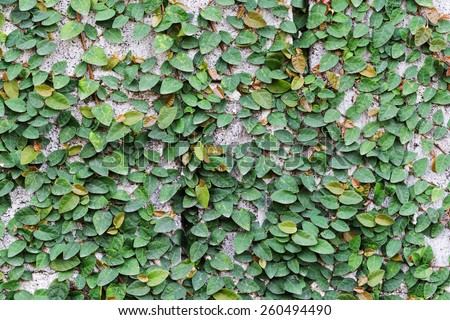 Green Creeper Plant on the Wall