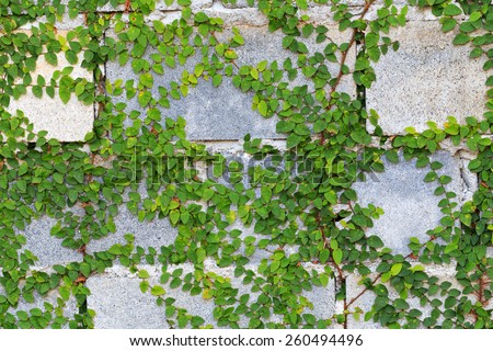 Green Creeper Plant on the Wall