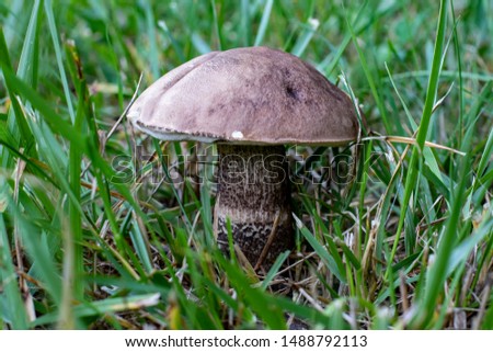 Kozák habrový. A mushroom grows in the forest. Young Boletus. Mushroom in the grass. Mushroom hunting. Mushroom picking in Czech republic. Stock fotó © 