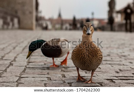 Image, Stock Photo empty streets (14).