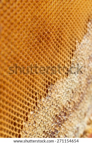 Bee honeycomb cell close up detail background