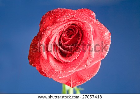 Red rose with dew on blue ground