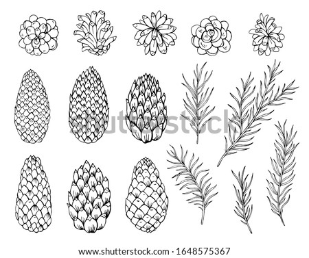 Set of pine cone and pine needles. Botanical vector illustration. Great for greeting cards, backgrounds, holiday decor. Elements for Christmas and New Year design.