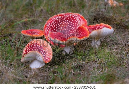 Similar – Image, Stock Photo Amanita muscaria mushroom at the woods