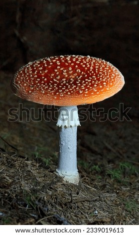 Similar – Fliegenpilz Amanita Muscaria