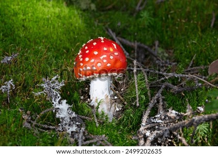 Similar – Fliegenpilz Amanita Muscaria