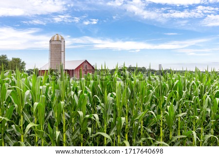 Similar – Image, Stock Photo Rural Wisconsin Farm with Cows in the Field