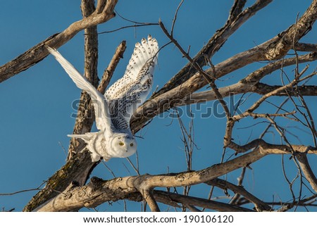 Snowy Owl - starting to fly out of a tree.
