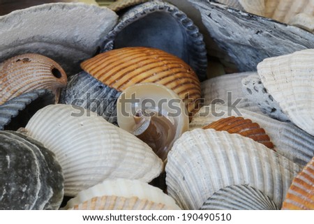 Be Unique - collection of sea shells with one in center of frame that is unique / different from the others.