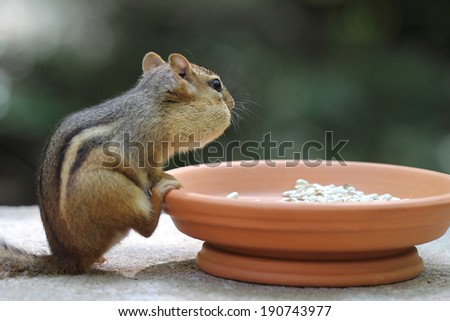 Chipmunk Contemplation - close-up of chipmunk eating seeds from a terracotta dish.