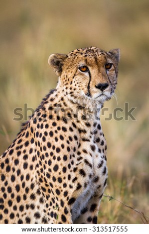 A female Cheetah roaming around the Serengeti National Park in northern Tanzania, Africa