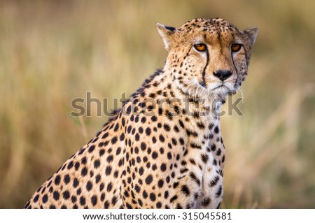 A female Cheetah roaming around the Serengeti National Park in northern Tanzania, Africa