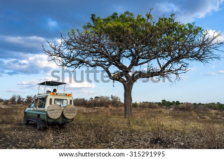 SERENGETI, TANZANIA - AUGUST 27, 2015: Safari car stops to observe a lioness laying down in the tree in the Serengeti National Park, Tanzania, Africa