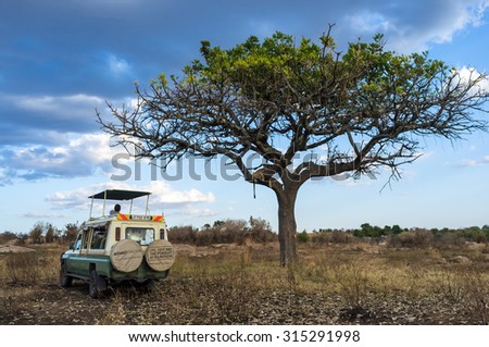 SERENGETI, TANZANIA - AUGUST 27, 2015: Safari car stops to observe a lioness laying down in the tree in the Serengeti National Park, Tanzania, Africa