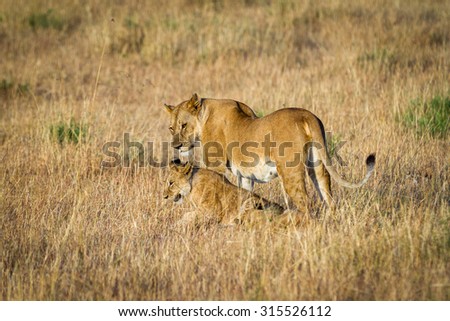 Lioness playing with cubs in the Serengeti National Park, Tanzania, Africa