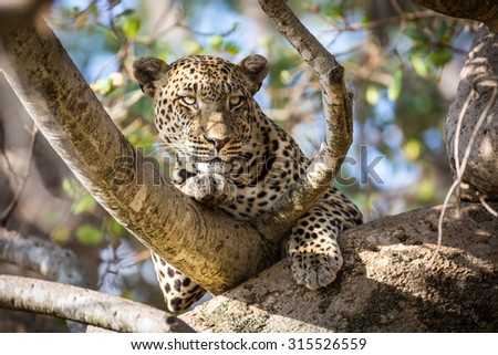 A beautiful leopard laying down in a tree, Serengeti National Park in Tanzania, Africa