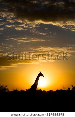 Nice giraffe during the early hours in Kenya, Ã�frica Foto stock © 