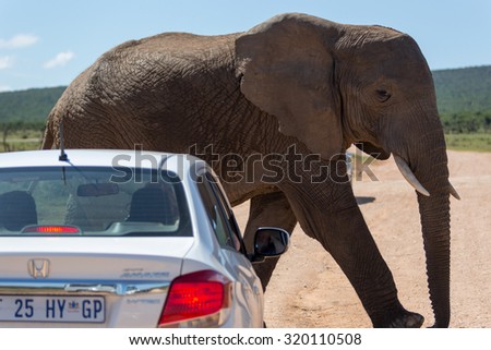 ADDO NATIONAL PARK, SOUTH AFRICA - MARCH 17, 2015: Big elephant walking by a small tourist\'s car  in Addo National Park, South Africa.