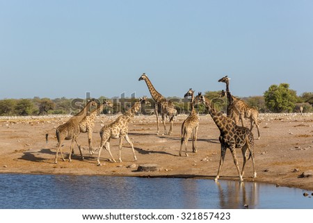 Animals drinking water in a waterhole inside the Etosha National Park, Namibia, Africa