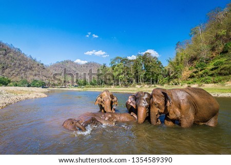 Similar – Foto Bild Elefanten im Fluss in Pinnawella