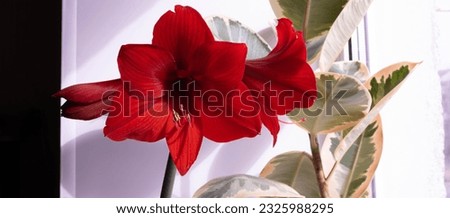 Similar – Foto Bild Rote Amaryllis rot