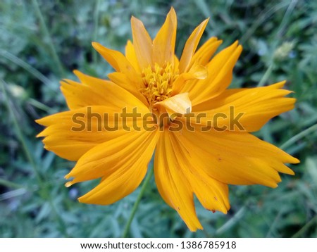 Unduh 640+ Background Bunga Cosmos Gratis Terbaik