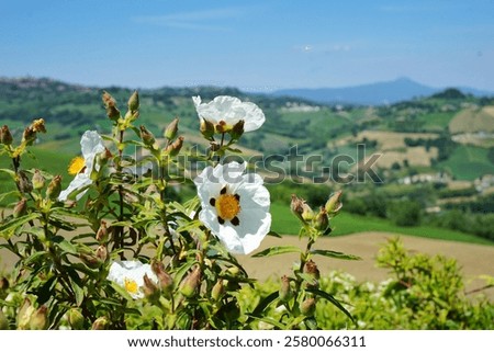 Similar – Image, Stock Photo Red flowers growing against a pale yellow wall