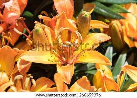 orange and yellow Asiatic Lilies spring flowers