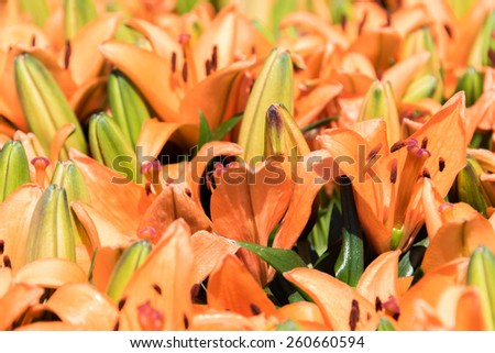 orange and yellow Asiatic Lilies spring flowers