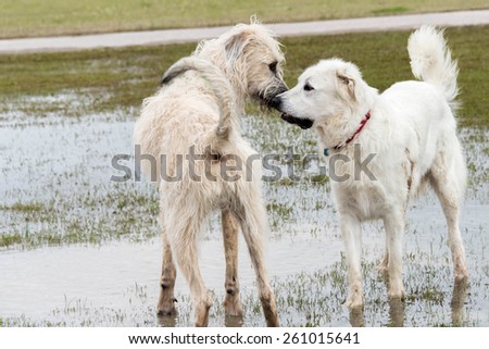 Irish Wolfhound and Great Pyrenees playing in a flooded dogpark