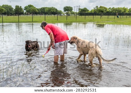 May 30, 2015 - Beverly Kaufman Dog Park, Katy, TX: man with dogs playing swim fetch in standing flood waters covering fields and trails