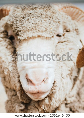 Portrait of a Ram, Central Otago, NZ Stock fotó © 