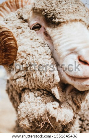 Portrait of a Sheep, Central Otago, NZ Stock fotó © 