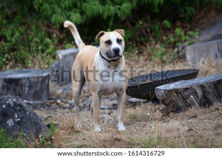 Shutterstock Puzzlepix