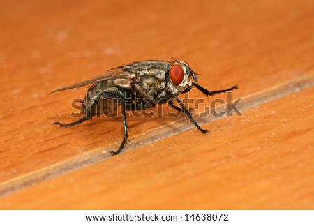 a disgusting fly~most of people hate it