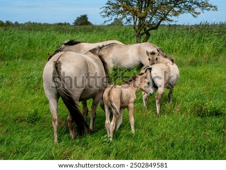 Similar – Image, Stock Photo A Konik pony foal (wild horse) with his mother