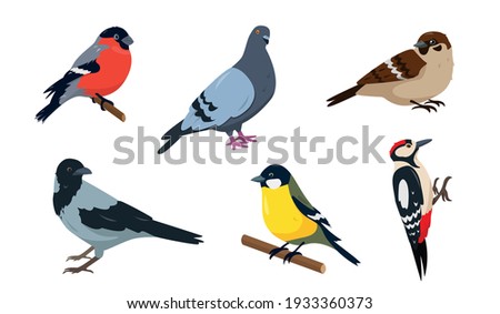 City birds icons set. Bullfinch, Sparrow, Tit, Woodpecker, Pegeon and Crow. Birds in different poses isolated on white background. Vector illustration.
