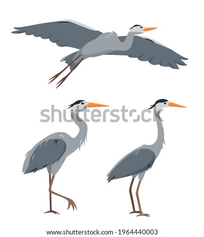 Set of heron birds in different poses for nature design. Flying and standing herons. Cartoon icons vector illustration isolated on white background.