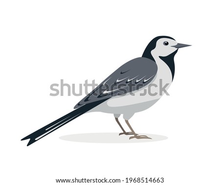 White Wagtail bird. Japanese Pied icon isolated on white background. Vector illustration for nature design.
