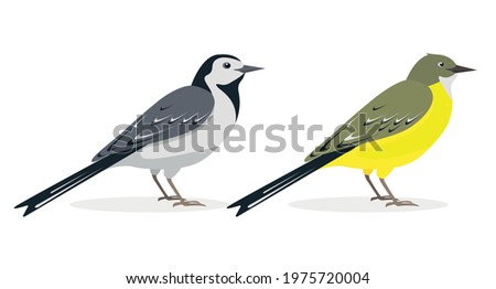 White and yellow wagtail birds. Different types of wagtails isolated on white background. Icons vector illustration for nature design.