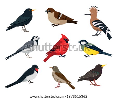 Small songbirds collection. Sparrow, tit, thrush, swallow, hoopoe, wagtail, red cardinal and starling bird in different poses. Vector icons illustration isolated on white background.