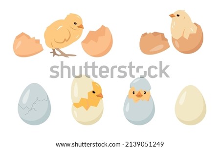 Chicken eggs and chicks baby birds collection. Chickens farm or Easter icons. Vector illustration isolated on white background.