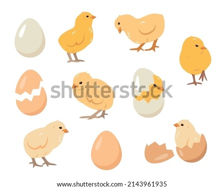 Set of little chicks birds and eggs. Chickens farm or Easter elements vector illustration isolated on white background.