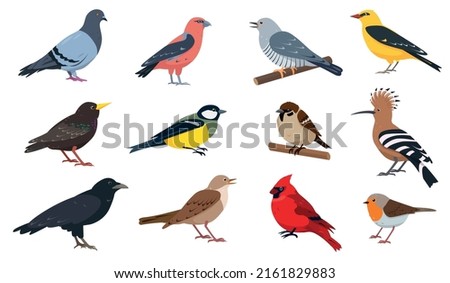 City and wild forest birds collection. European Birds with beak and feathers in different poses. Colored ornithological Vector icons illustration isolated on white background.