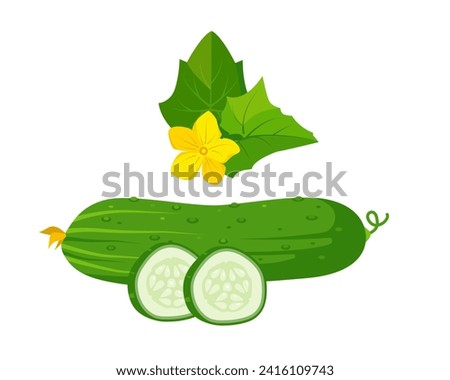 Green fresh whole cucumber with slices, leaves and flower. Cucumber plant parts. Organic vegetables vegetarian food. Vector illustration isolated on white background.