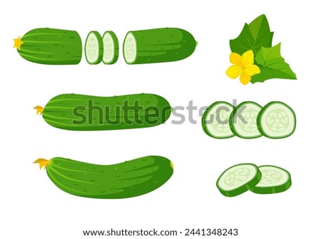 Set of fresh cucumbers, leaves with flower and slices. Whole cucumbers and chopped cucumber with slices. Organic vegetables vegetarian food. Vector illustration isolated on white background.