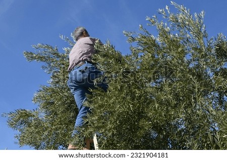 Similar – Image, Stock Photo Olive harvester Harvest